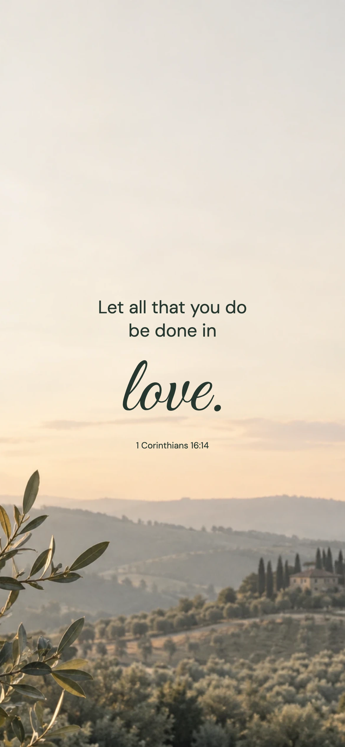 Olive morning — Nature phone wallpaper. 1 Corinthians 16:14: Let all that you do be done in love.